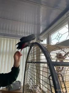 African Grey Parrots for Sale