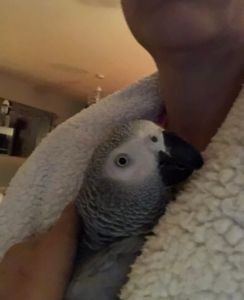 Unique, Female African Grey Parrot