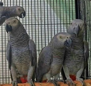 African Grey Parrots