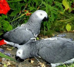 African gray parrots for sale
