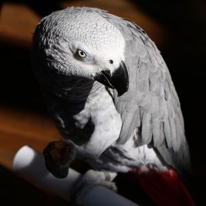 Congo African grey
