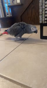 Moving to a different country, best offer please contact ***