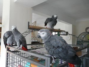 African Grey parrots