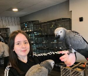 Talking Congo African Grey Babies