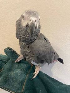 Baby Congo African Grey Parrots