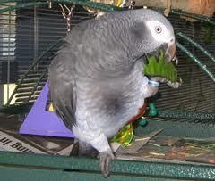 Adorable Congo African Grey Available