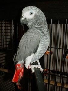 Fully Weaned African greys