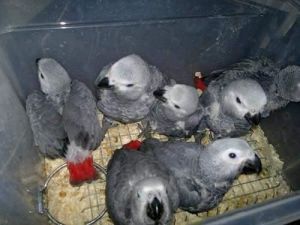 baby african grey 10weeks old + papper