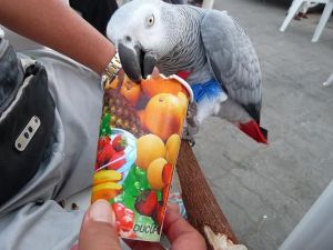 Adorable African grey parrots