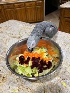 Male and female talking baby grey parrots for adoption ❤️
