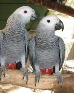 Congo African Grey