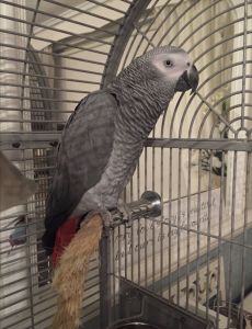 Pure African Gray parrots available