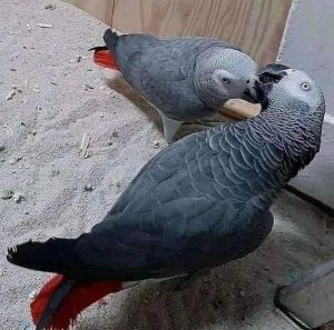 Intelligent Talking african grey parrot’s available