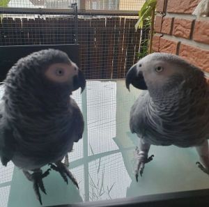 Pair of African Grey Parrots for Sale – Bonded & Friendly