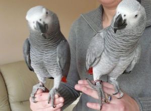 Talkative African Grey Parrots