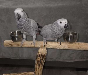 Pair of African Grey parrots