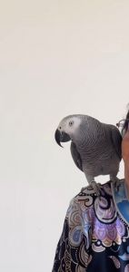 Adorable African Grey
