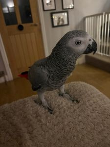 Healthy African grey for sale