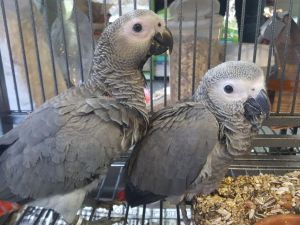 Tame Hand Reared African Greys Text (***) ***-***2