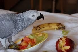 African Grey Parrot.