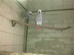 Cute Pair of African Grey Parrots