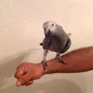 Sweet and lovely African grey parrots for sale