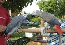 CHECKED TALKING CONGO AFRICAN GREY PARROTS