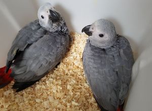 African Grey parrots need homes
