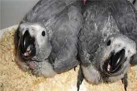 Female African Gray Parrot