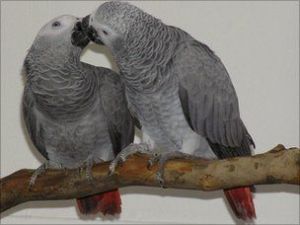 Beautiful african grey parrot