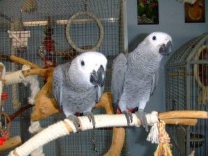 A Pair of Talking African Grey Parrots