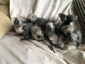 African Grey parrots for Sale.sms((***) ***-***0
