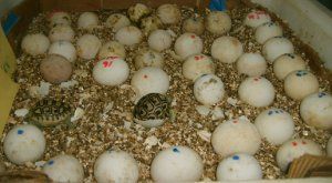 We are specialized in the breeding of birds/parrots and we sell