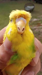 Crested Japanese hagomoros