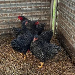 chickens available for sale