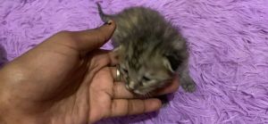 Blue eyed 1 month old kitten