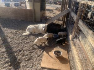 Karakachan Bear Dog Puppies