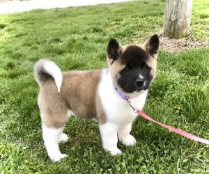 Akita Puppies Available
