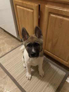 Akita puppy