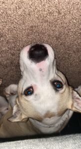 Buy Odin (Cincinnati Only)