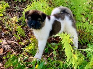 Suki - Female Akita Puppy