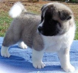Akita puppies for Adoption( *** ).,