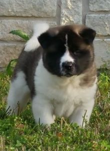 Akita Puppies for Sale