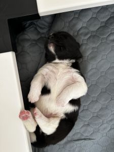 Mika and Lucas Puppies