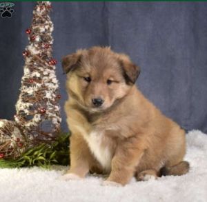 MIXED AKITA 8 WEEK FOR SALE