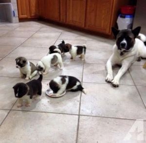 Healthy Akita Puppies available,