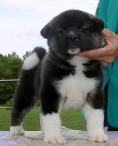 Ch Akc Registered Akita Puppies Text (***) ***-***9
