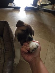 Beautyful Akita girl in Arlington Texas