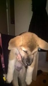 Pure Beautiful American Akita Pups