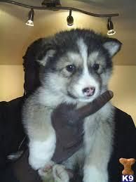 very healthy akita pup now available